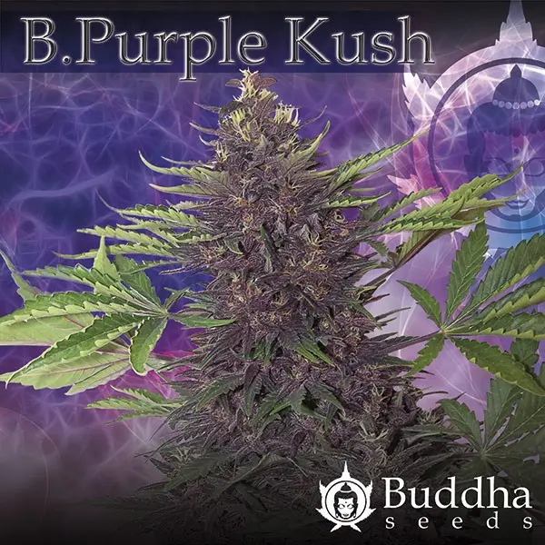 Purple Kush - feminizovaná a samonakvétací semínka Buddha Seeds