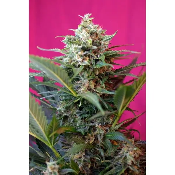Big Devil XL Auto - fem. a samonakvétací semínka 10ks Sweet Seeds