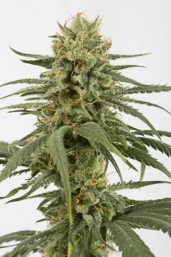 Amnesia CBD - feminizovaná semínka 10 ks Dinafem