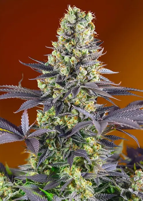 Sweet Zenzation - feminizovaná semínka 5 ks Sweet Seeds