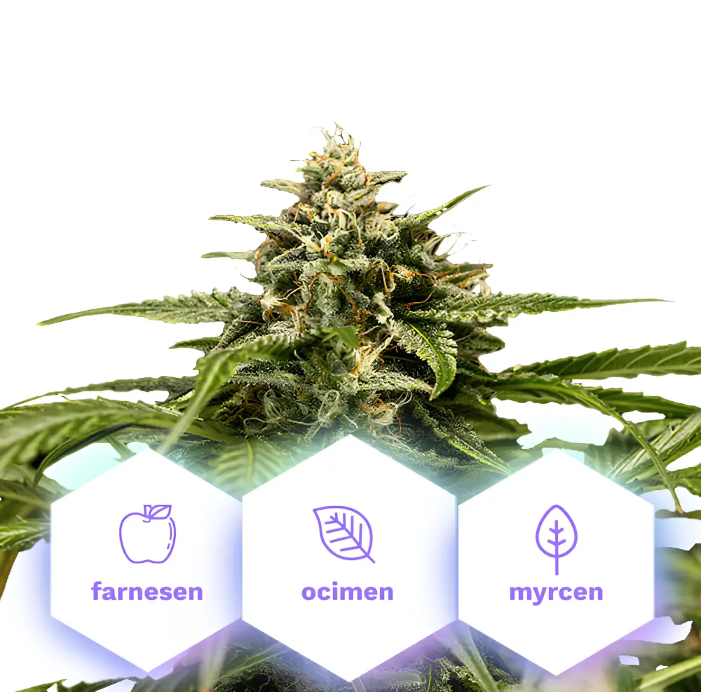 Hybrid Medusa F1 - autoflowering semena, 10 ks, Cannapio
