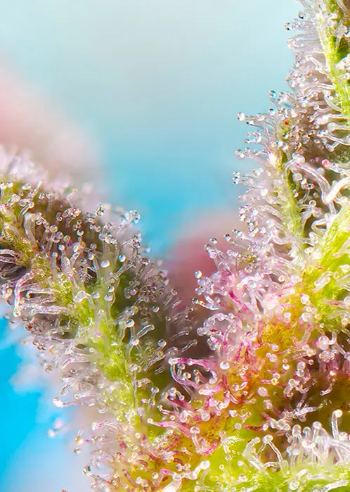 Purple Punch OG Feminizovaná Semínka - 3