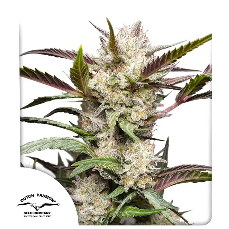Mimosa Punch autoflower - feminizované semínka 7 Ks Dutch Passion