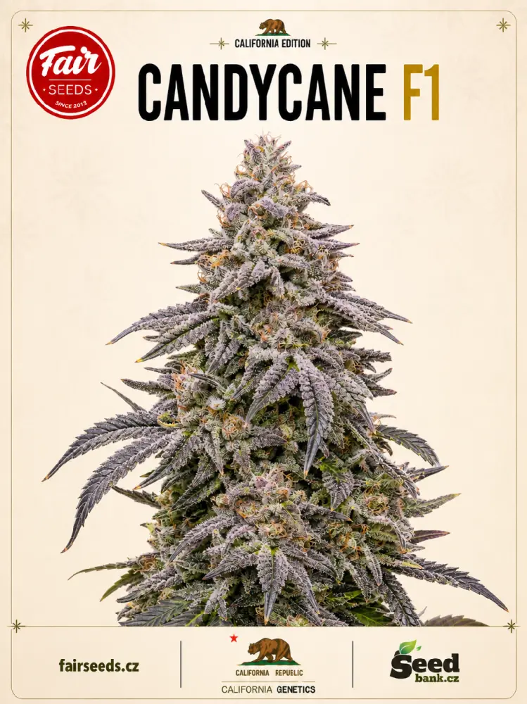 Fair Seeds Candycane F1 feminizovaná semena