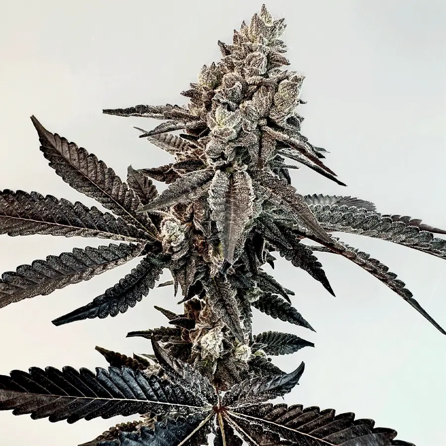 Exotic Genetix Slaphappy feminizovaná semena