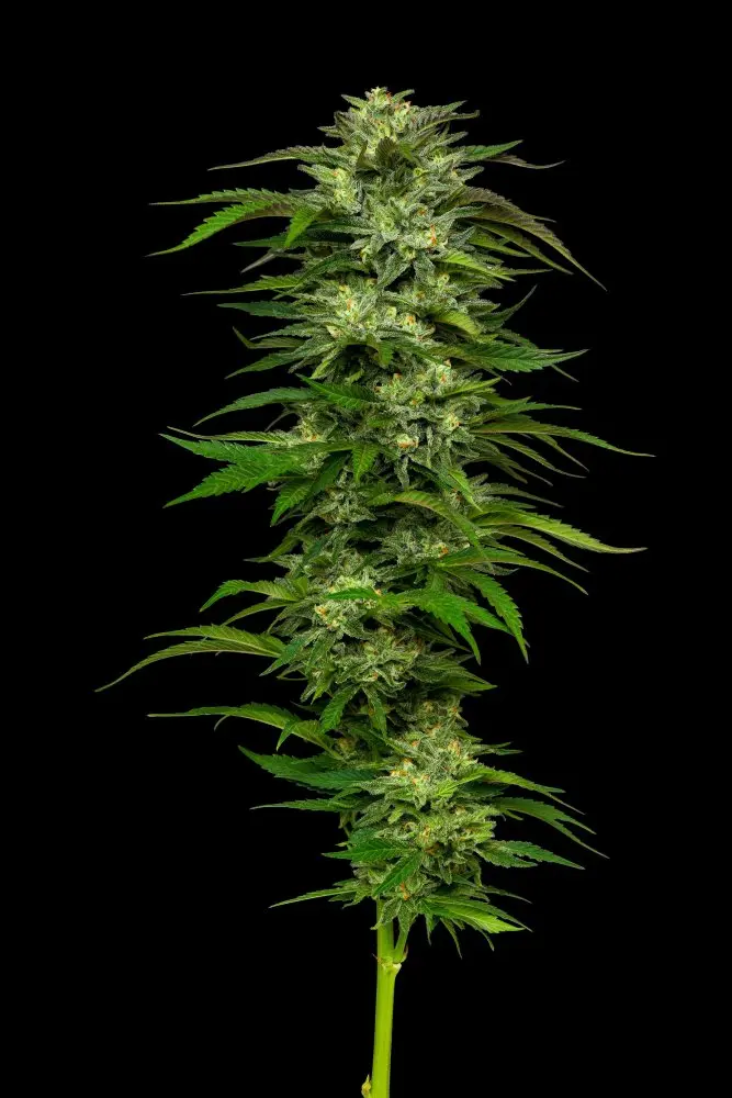 Humboldt Seed Company Dream Queen feminizovaná semena