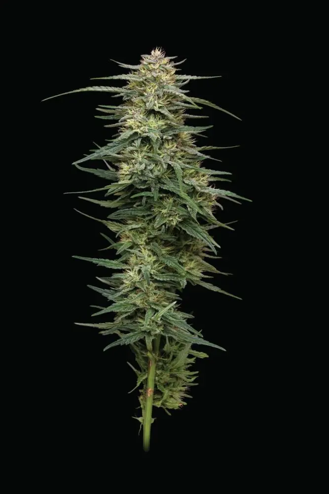 Humboldt Seed Company Raspberry Parfait feminizovaná semena