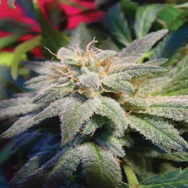 Magic Bud - 10 ks feminizovaná semínka Paradise Seeds