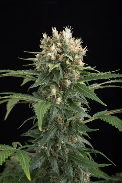 Blue Thai - feminizovaná semínka 10ks Dinafem