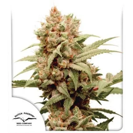 CBG-Force® - feminizovaná semínka 5 ks Dutch Passion