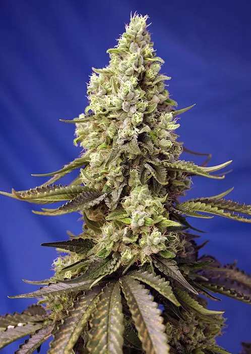 Runtz XL Auto - feminizovaná semínka 5 ks  Sweet Seeds