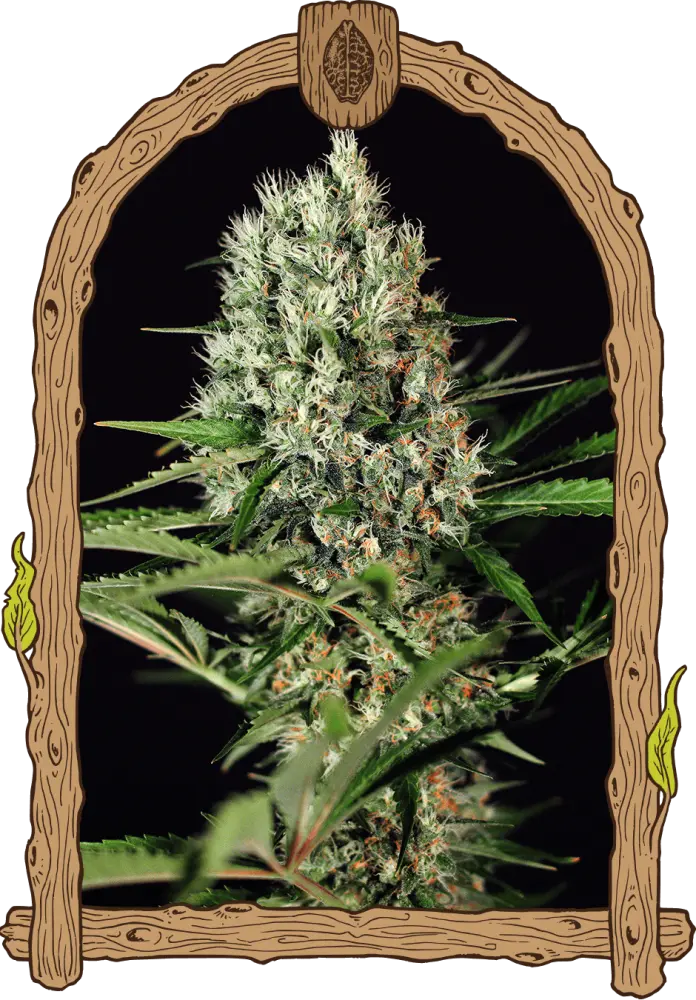Quick Mass - feminizovaná semena, 5 ks, Exotic Seed