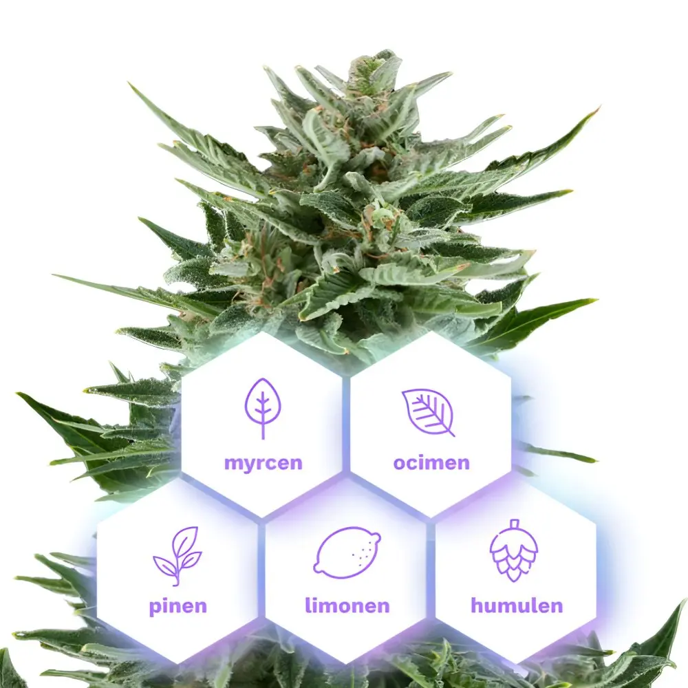 Easy Bud Auto - samonakvétací semena konopí, 5 ks, Cannapio