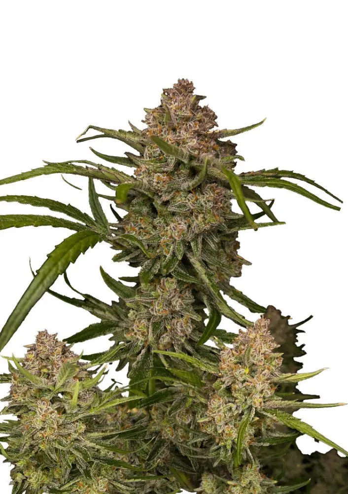 Guava Auto Feminizovaná Semena 3