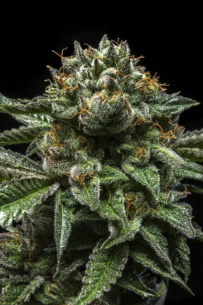 Ripper Seeds Chempie feminizovaná semena
