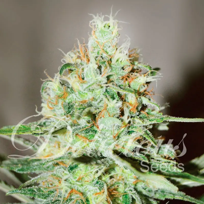 Delicious Seeds Jägg Kush feminizovaná semena