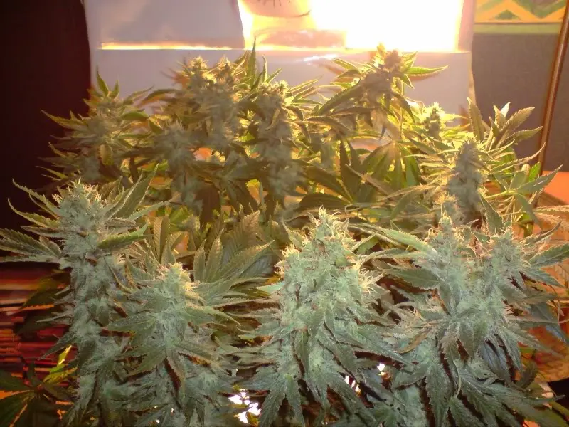 Cheese - semínka 5 ks (Indoor), feminizovaná semínka Green House Seeds