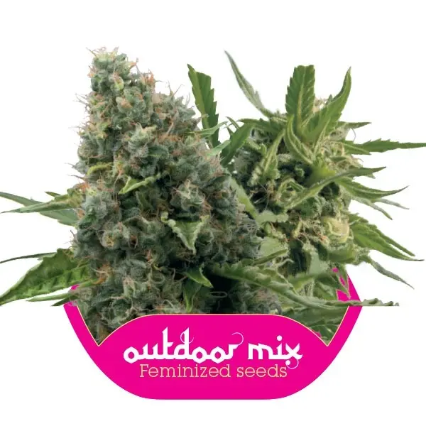 Outdoor Mix - feminizovaná semínka 10 ks Royal Queen Seeds