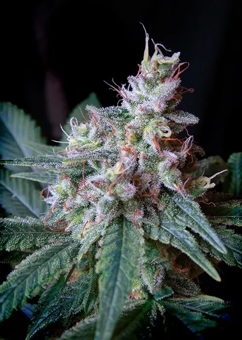 Cream Caramel – feminizovaná semínka 10ks Sweet Seeds