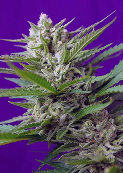 Speed Devil 2 Auto – 3 ks autoflowering semínka Sweet Seeds