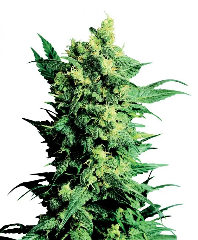 Shiva Shanti II - semínka 10 ks standardizovaná Sensi Seeds