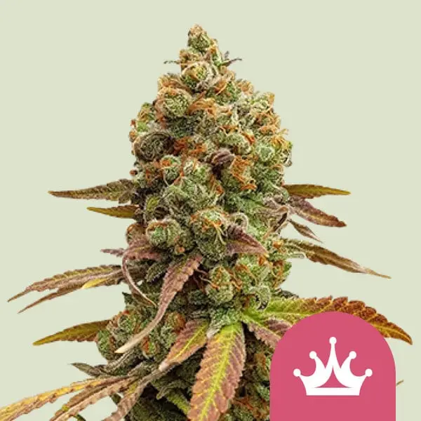 Special Queen 1 Auto Feminizovaná Semínka - 5