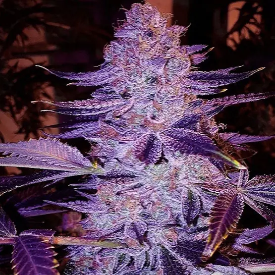 Ethos Genetics Forbidden Zkittlez Bx1 regulérní semena
