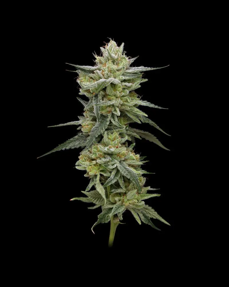 Humboldt Seed Company Hella Jelly feminizovaná semena