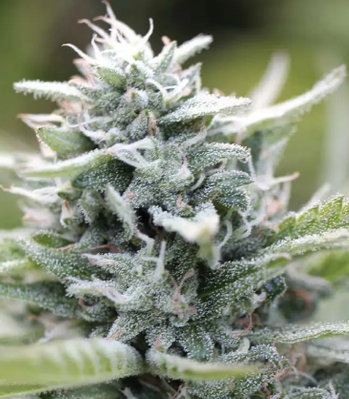Humboldt Seed Company Magic Melon feminizovaná semena