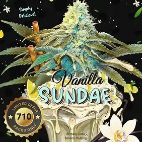 T.H. Seeds Vanilla Sundae feminizovaná semena