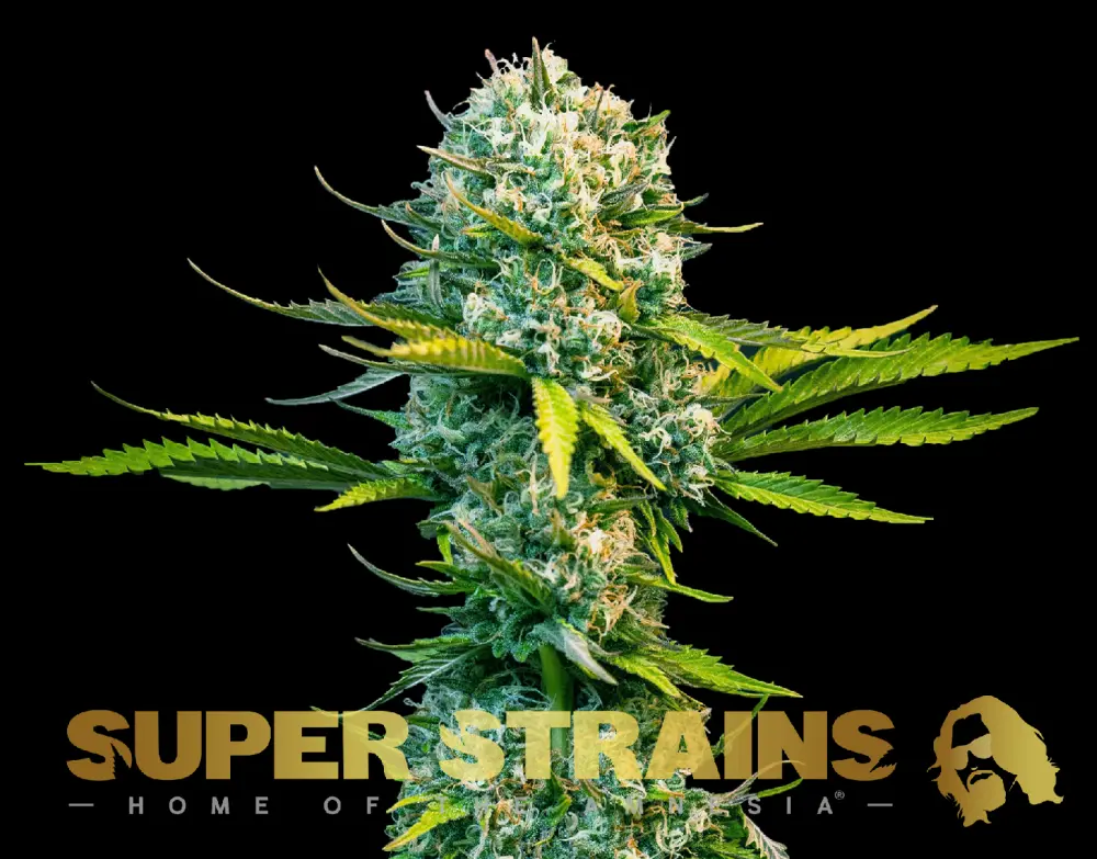 Super Strains Next of Kin feminizovaná semena