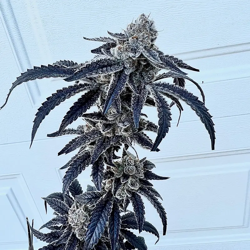 Exotic Genetix 100K feminized seeds