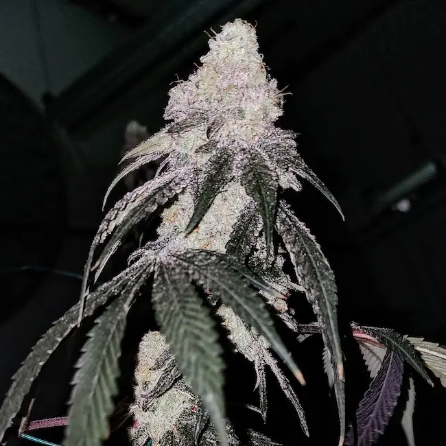 Ethos Genetics Battle Axe R1 feminized seeds