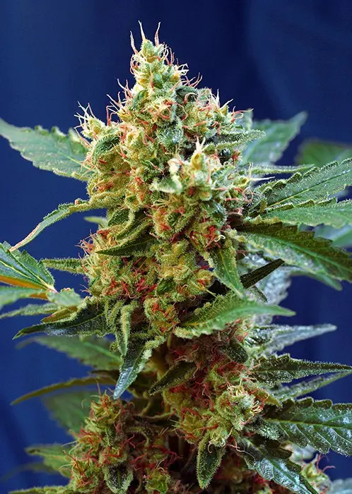 Cream Mandarine XL Auto ® - 10 ks samonakvétacích semínek Sweet Seeds