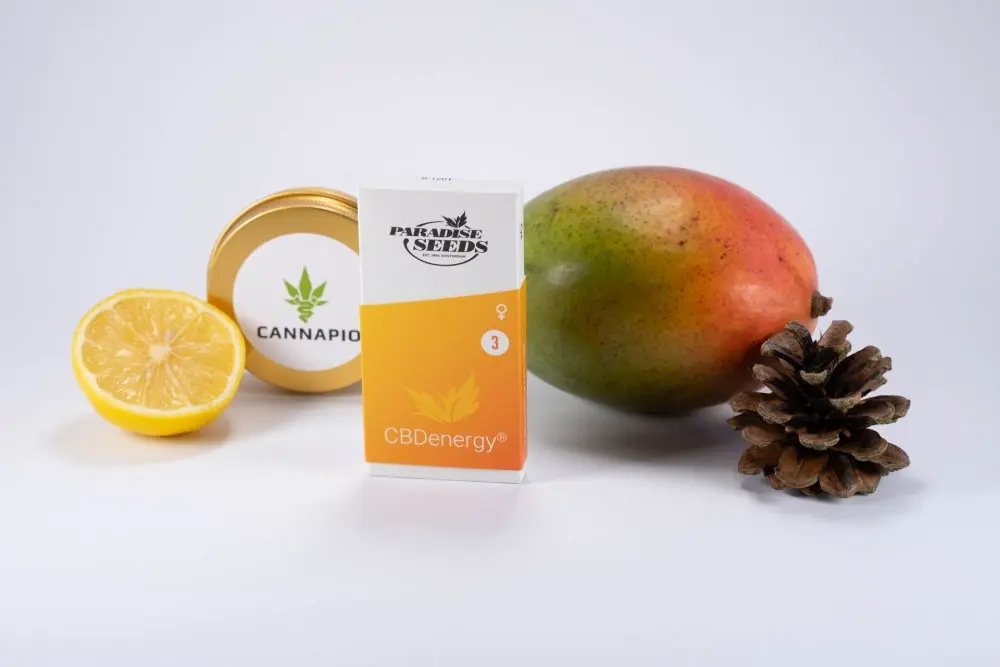 CBDenergy - feminizovaná semínka 3ks Paradise Seeds