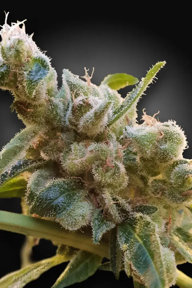 CBDrelax - feminizovaná semínka 3ks Paradise Seeds