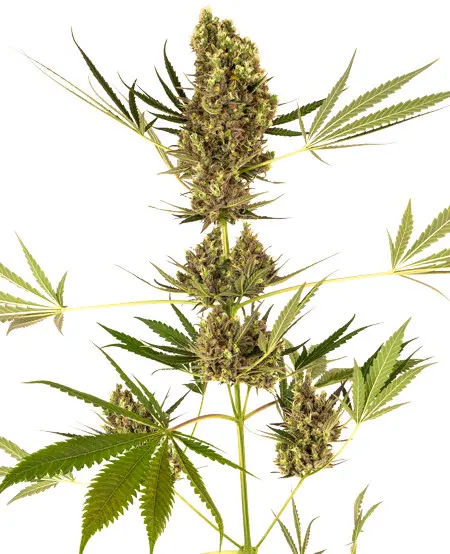 Alpine Delight CBD Automatic - samonakvétací semínka 3 ks, Sensi Seeds