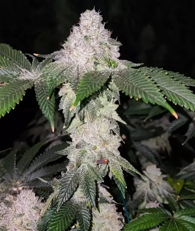 Ethos Genetics Wrank S1 feminizovaná semena, 5 ks