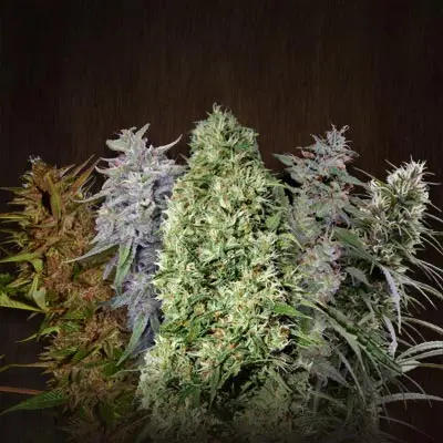 Ace Seeds ACE Mix regulérní semena