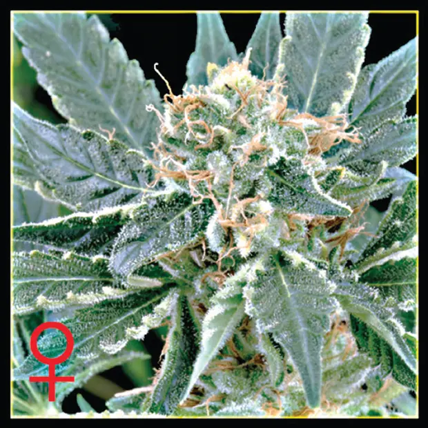 AMS - semínka 10 ks (Outdoor), feminizovaná semínka Green House Seeds