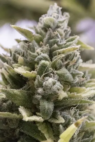 OG Kush Auto - fem. a samonakvétací semínka 5ks Humboldt