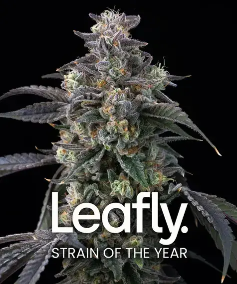 Super Boof Feminizovaná Semínka - 3