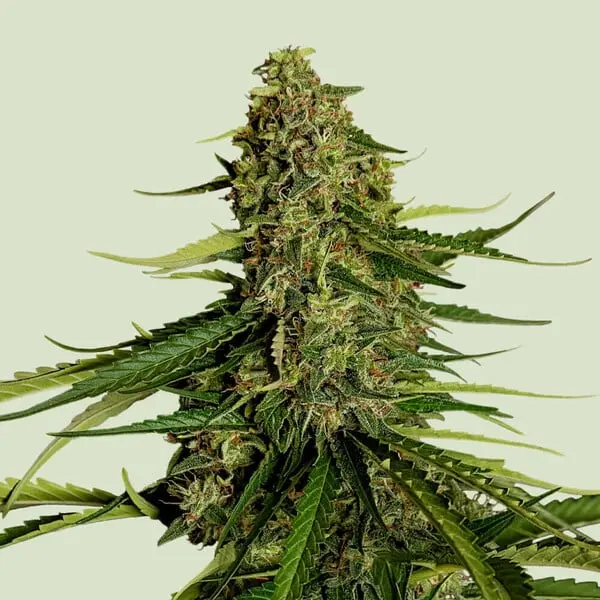 Gaia F1 Auto Feminizovaná Semínka - 3