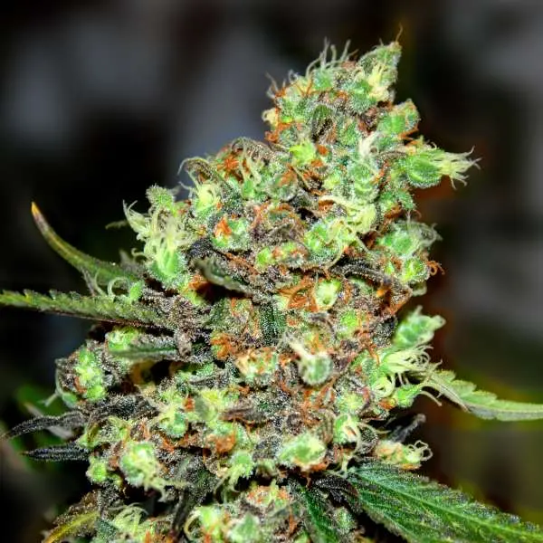 G13 Labs Skunk #1 feminizovaná semena