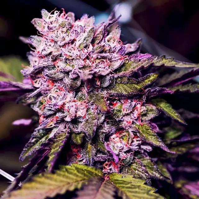 Nirvana Seeds Gelato feminizovaná semena