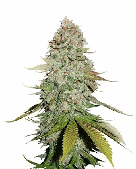 Seedstockers Fruit Cake Auto samonakvétací semena, 25 ks