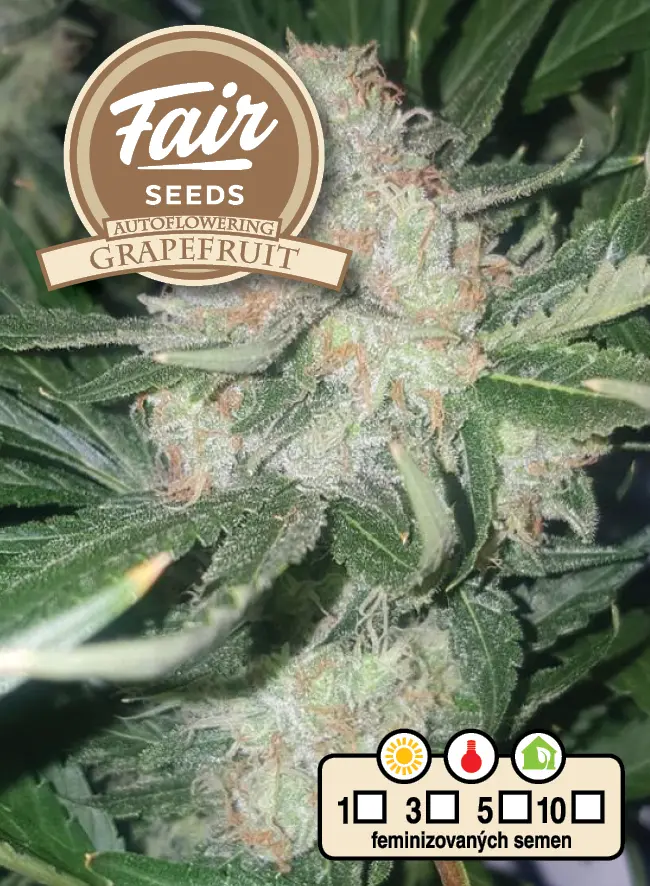 Fair Seeds Auto Grapefruit samonakvétací semena