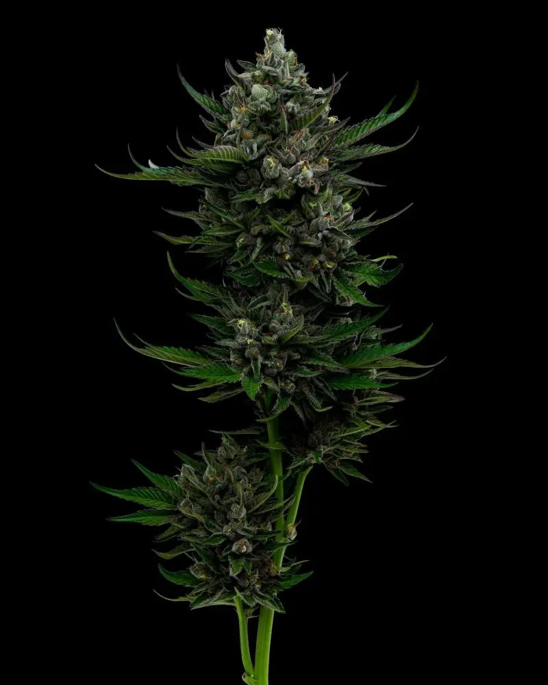 Humboldt Seed Company All Gas OG Auto samonakvétací feminizovaná semena