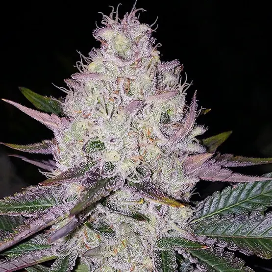 Ethos Genetics Lemon Berry Candy OG regulérní semena