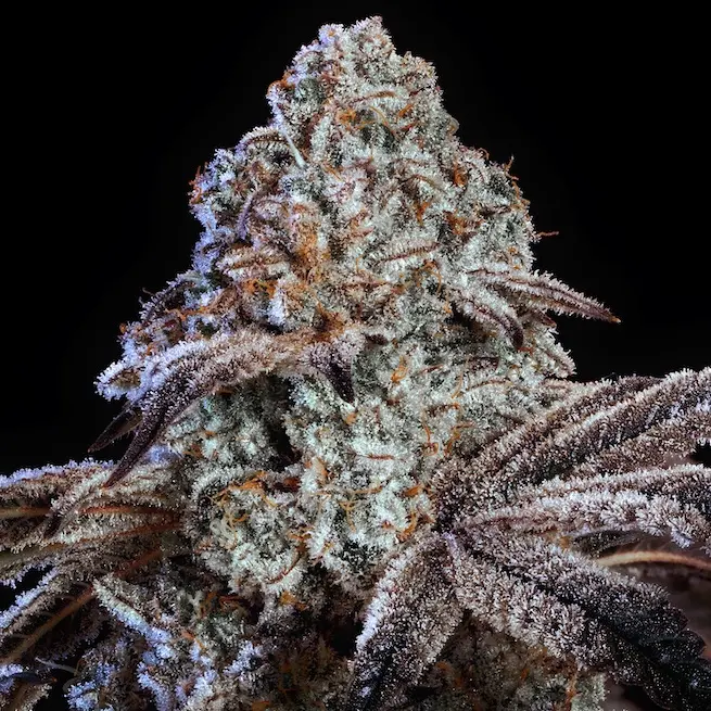 Ethos Genetics Psy-Op R1 feminizovaná semena